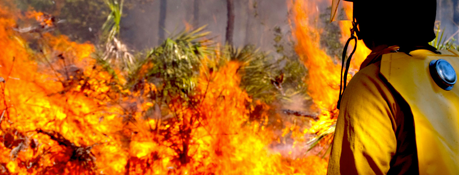Puro Pellet: Prevención máxima, la clave para evitar los incendios forestales